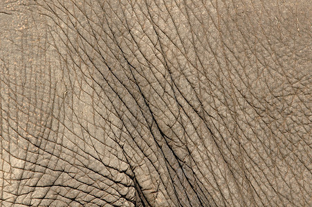 大象皮肤野生动物公园荒野动物园哺乳动物皮革宏观灰色棕色正方形图片