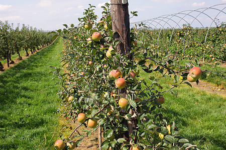 夏季的苹果果园 上面覆满多彩苹果叶子园艺生产植物生长收成水果树叶花园季节图片