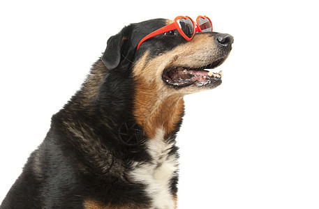带太阳眼镜的狗工作室白色毛皮宠物棕色动物黑色犬类警卫图片