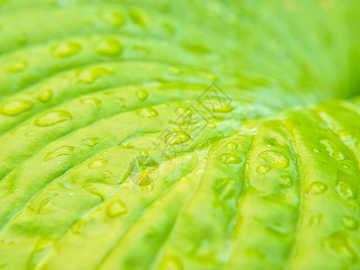 圆形水滴特写叶子上的小水滴液体圆形雨滴静脉斑点植物群刀刃植物活力湿度背景