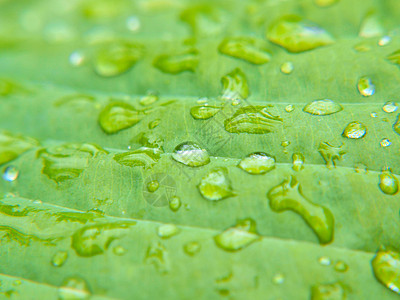 特写叶子上的小水滴液体宏观静脉湿度水分反射绿色活力雨滴植物群图片