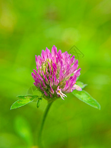 粉红色花朵紧闭 朝绿色方向草本植物群宏观蜂蜜荒野紫色叶子红色植物药品图片