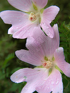紧闭紫绿花 向绿色暗处隔离花粉花瓣季节植物学宏观植物叶子植物群飞沫花束图片