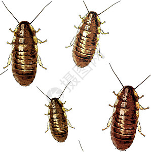 蟑螂纹理图片