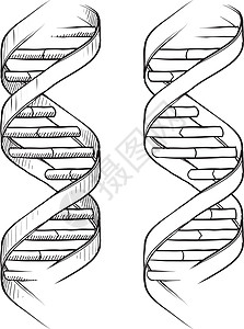 DNA双重螺旋草图图片