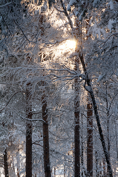 冬季森林木头树木季节性白色场景松树太阳季节阳光晴天图片