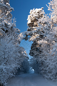 冬季森林中的足迹图片