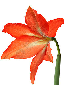 在罗萨的滴落中植物学宏观花瓣花束红色百合白色工作室植物群雌蕊图片