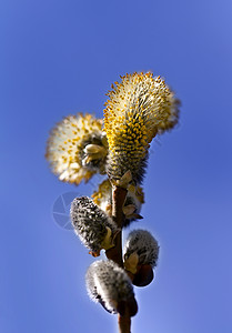 柳枝分支柳絮黄色生活蓝色枝条木质植物季节季节性图片