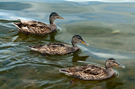 三只鸭子水禽羽毛野生动物公园池塘动物荒野海浪女性反射图片