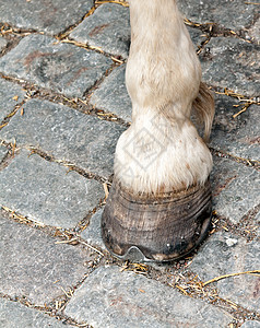 脚和蹄的白马图片
