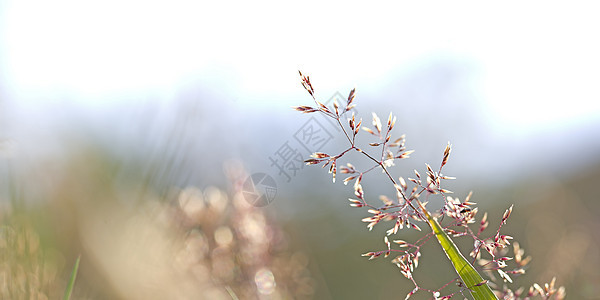 红草编织草地花园植物环境稻草生态光合作用叶子植物群季节图片