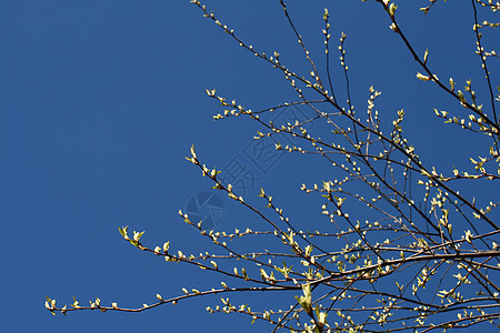 绿色树叶背景叶子花瓣植物城市阳光时间树木金子公园季节图片