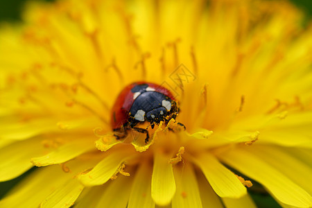 在 dandelion 上调色器的中拉錯瓢虫黄色宏观亮度昆虫花粉植物学生态红色植物图片
