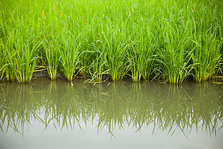 大米和稻田热带土地植物谷物农业风景粮食草地收成生长图片