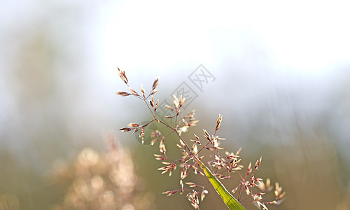 红草编织植物群叶子场地宏观植物阳光季节环境生物学太阳图片