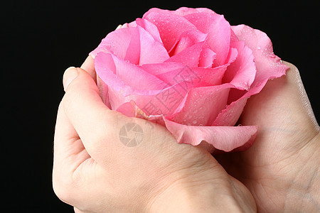粉红玫瑰握在手中展示黑色礼物背景图片