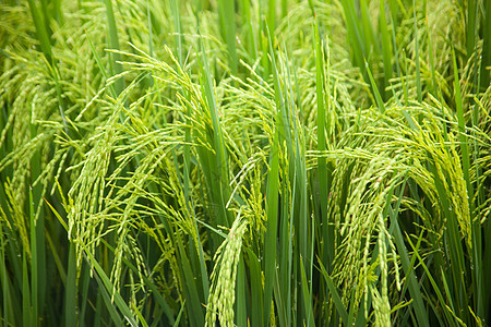 大米和稻田农村农场热带天空生长草地风景食物粮食农业图片