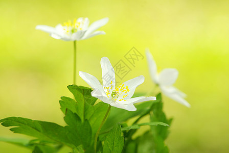 花朵太阳花瓶花瓣白色荒野花店森林美丽植物群宏观图片