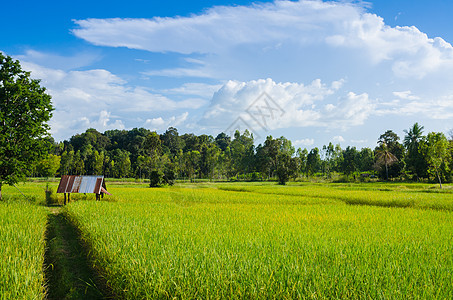 稻田和蓝天空谷物农田金子收成乡村食物培育草地绿色生长图片