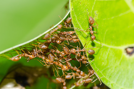 绿色性质的红蚂蚁团队合作损害漏洞红色昆虫野生动物工人水平橙子生物宏观图片