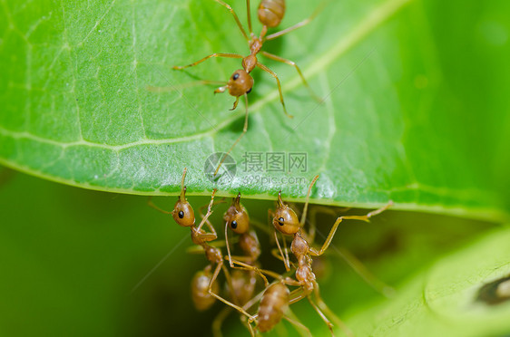 绿色性质的红蚂蚁团队合作橙子宏观生物红色水平野生动物损害漏洞昆虫工人图片