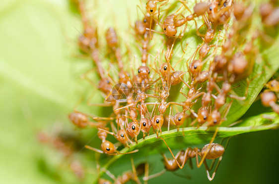 绿色性质的红蚂蚁团队合作宏观水平生物红色损害工人橙子漏洞昆虫野生动物图片