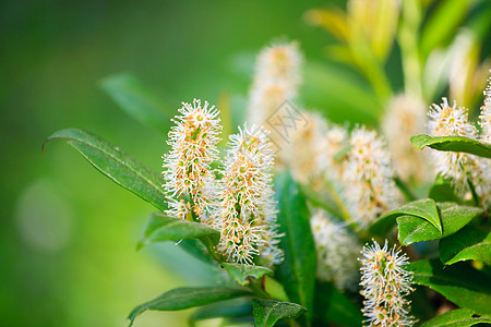 自然的花朵在瞬间花瓣野花蓝色白色花园黄色美丽植物家庭绿色图片