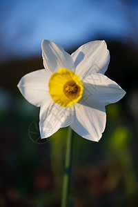 自然的花朵在瞬间花园美丽野花家庭花瓣蓝色黄色绿色植物白色图片