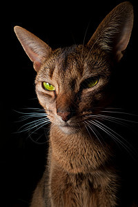 猫王猫科动物眼睛晶须注意力短发生活好奇心食肉橙子动物图片