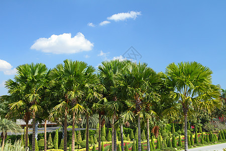 热带热带花园植物露台奢华旅游公园院子植物群天空植物学蓝色图片
