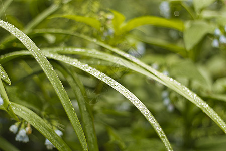 含有露露的青草生活卫生雨滴花园水滴气泡液体叶子保健天气图片