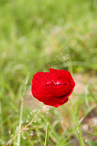 红花农场场地花朵灌木丛玫瑰乐趣草坪自由红色影棚图片