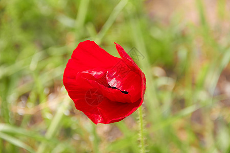 红花灌木丛农场草坪玫瑰自由天气乐趣场地红色影棚图片