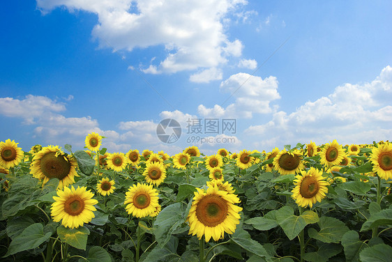 向向向外字段地球生长文化场地种植园黄色天空草地晴天农场图片