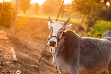 农田中的印度白牛动物野性森林食草环境国家牛奶场地公园农场图片