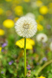 花层明信片天空愿望花园蓝色过敏概念绿色图片