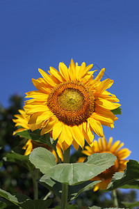 向日葵对蓝天叶子黄色天空种子花园花瓣植物绿色季节植物群图片