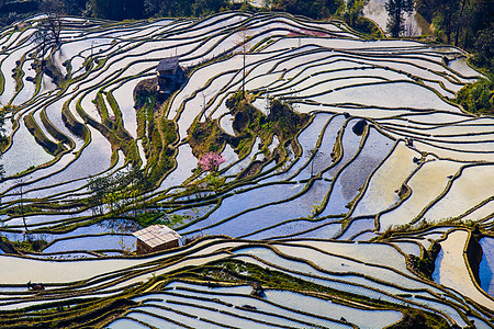 哈尼赖斯台植物农场农民稻田收成反射场地梯田旅行图片