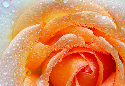带有玫瑰的滴子植物叶子生长液体花瓣水分宏观飞沫环境图片