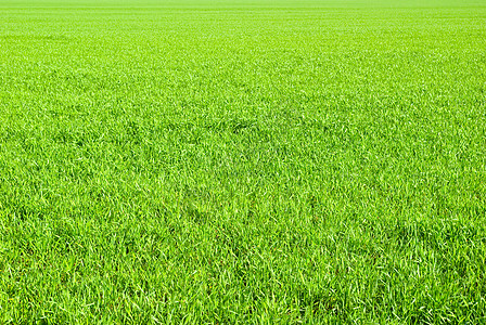 草原生活草皮花园活力草地环境植物院子树叶绿色图片