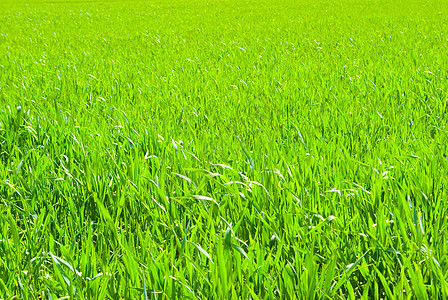 草地背景场地生长生活花园草皮植物环境树叶反射绿色图片