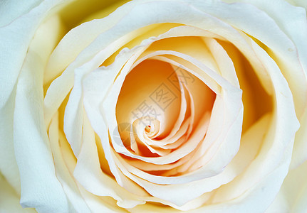 白玫瑰花环境玫瑰叶子宏观液体水分飞沫生长花瓣图片