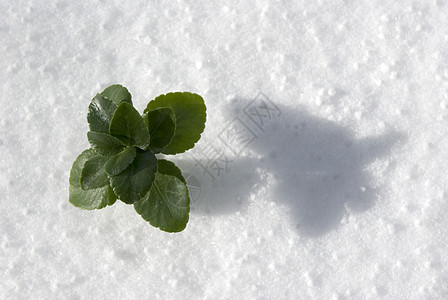 积雪中的植物生长灌木丛繁荣植物群花瓣美女宏观叶子树叶种子图片