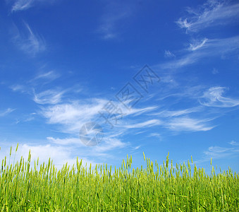 字段种子收成天空尖刺蓝色植物绿色粮食生产稻草图片