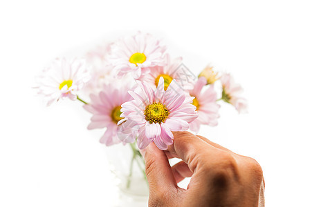 手握蓝色的菊花 在白色背景上隔开图片