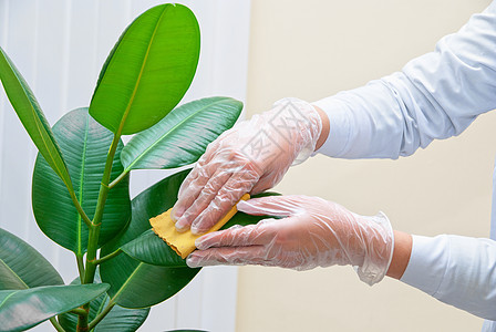 净化油纤维厂植物学活力房间植物群叶子打扫衬套海绵房子花店图片