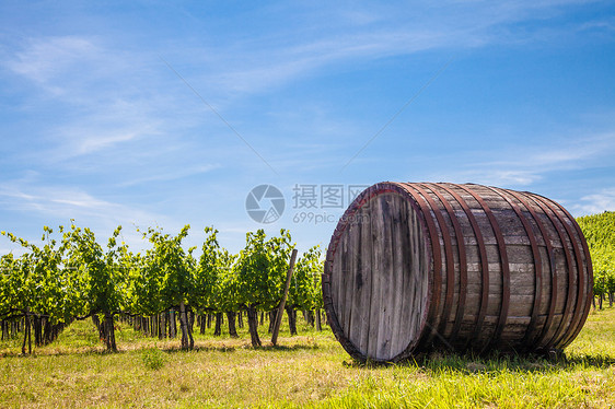 托斯卡纳葡萄园天空农场风景农田场地传统丘陵场景水果酒厂图片