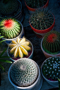 彩色仙人掌仙人掌植物脊柱植物学红色植物群肉质橙子热带宏观绿色情调图片