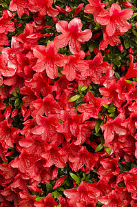 红zalea鲜花植物群红色水滴园艺宏观粉色植物背景图片